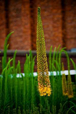 Views from the High Line